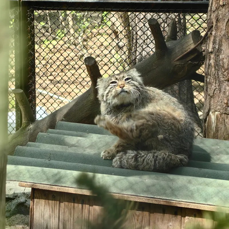 A photograph of Zelenogorsk in Novosibirsk Zoo