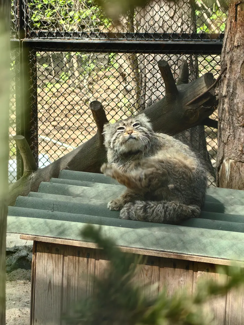 A photograph of Zelenogorsk in Novosibirsk Zoo