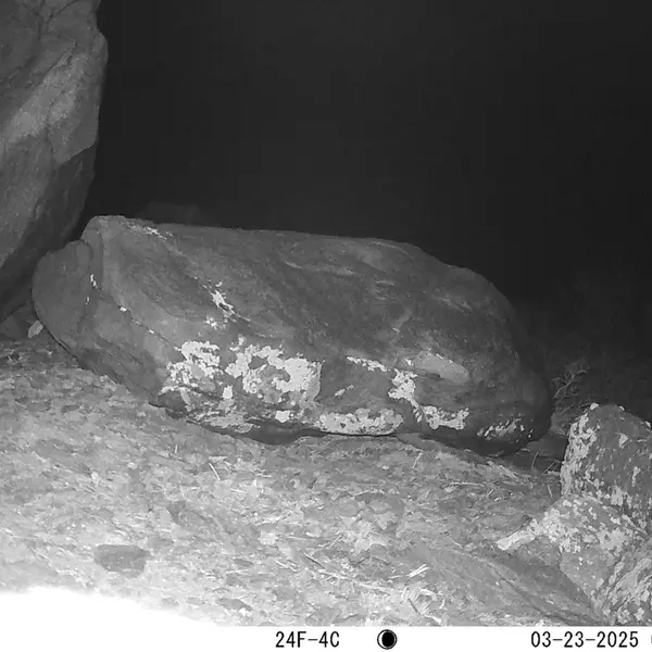 A photograph of Otocolobus manul manul from Koshkar camera trap