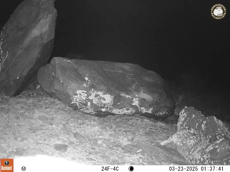 A photograph of Otocolobus manul manul from Koshkar camera trap