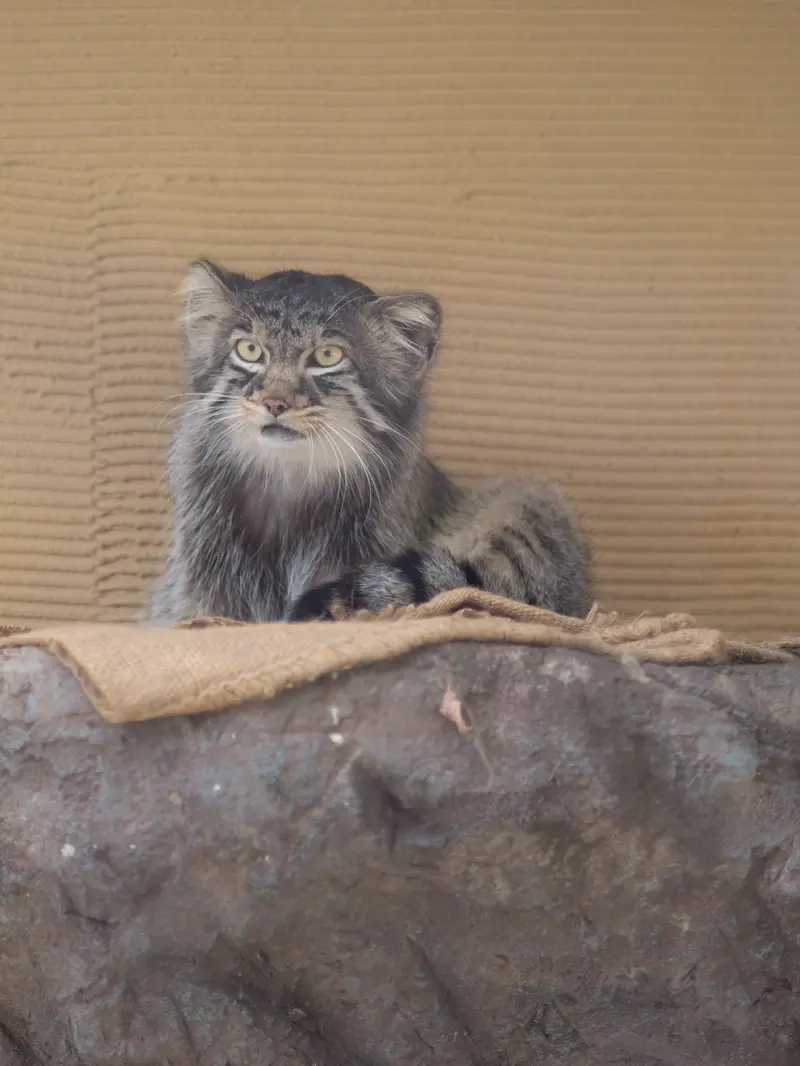 A photograph of Hide in Asahiyama Zoo