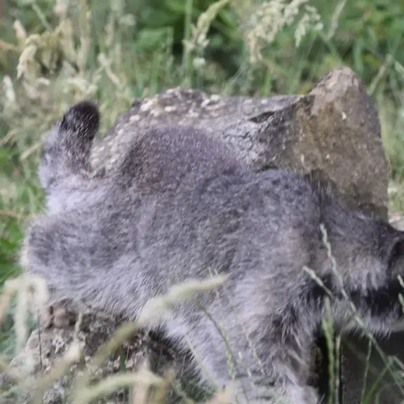 A photograph of a Pallas's cat in Port Lympne Wild Animal Park