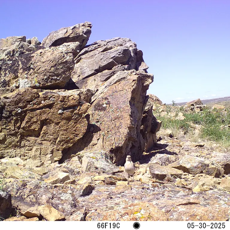A photograph of a Pallas's cat from Karashoky [new] camera trap