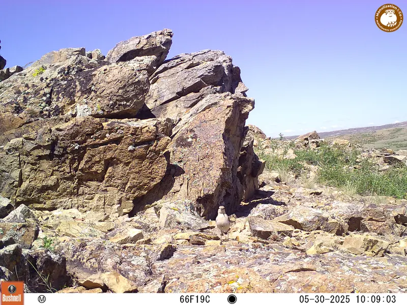 A photograph of a Pallas's cat from Karashoky [new] camera trap