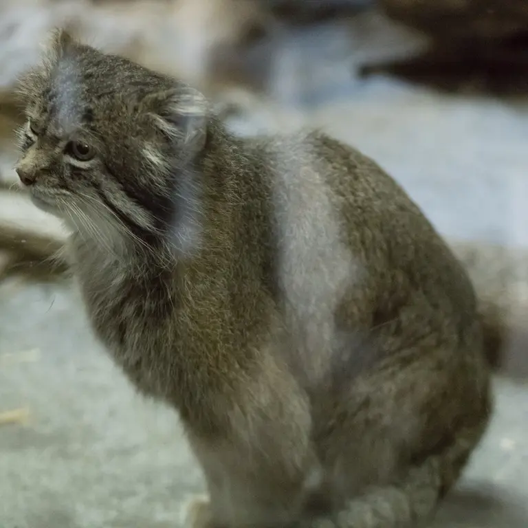 A photograph of Klyon in Ueno Zoological Gardens