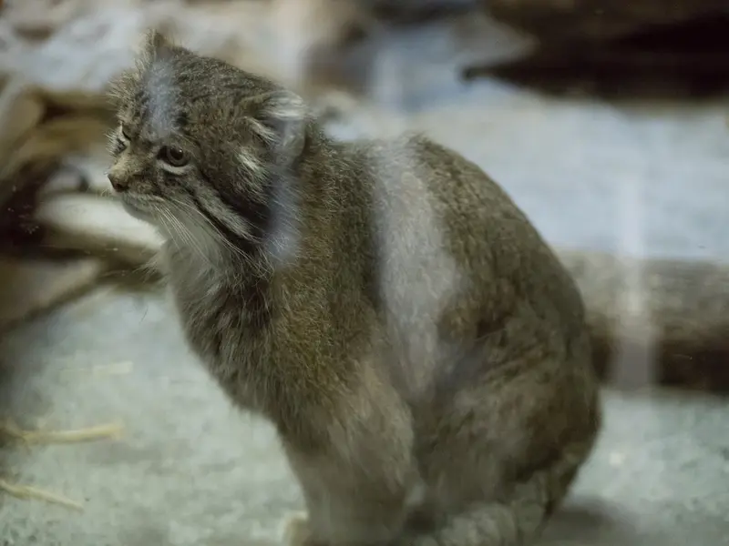 A photograph of Klyon in Ueno Zoological Gardens