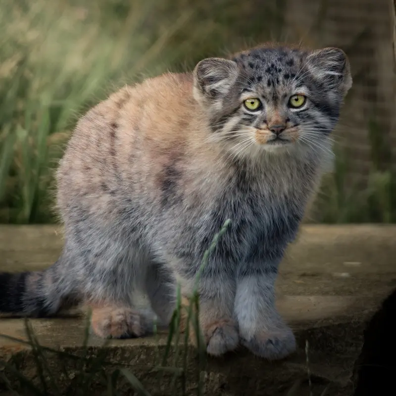 A photograph of Kitten of Namuu b. 2026 Ⅰ in Port Lympne Wild Animal Park