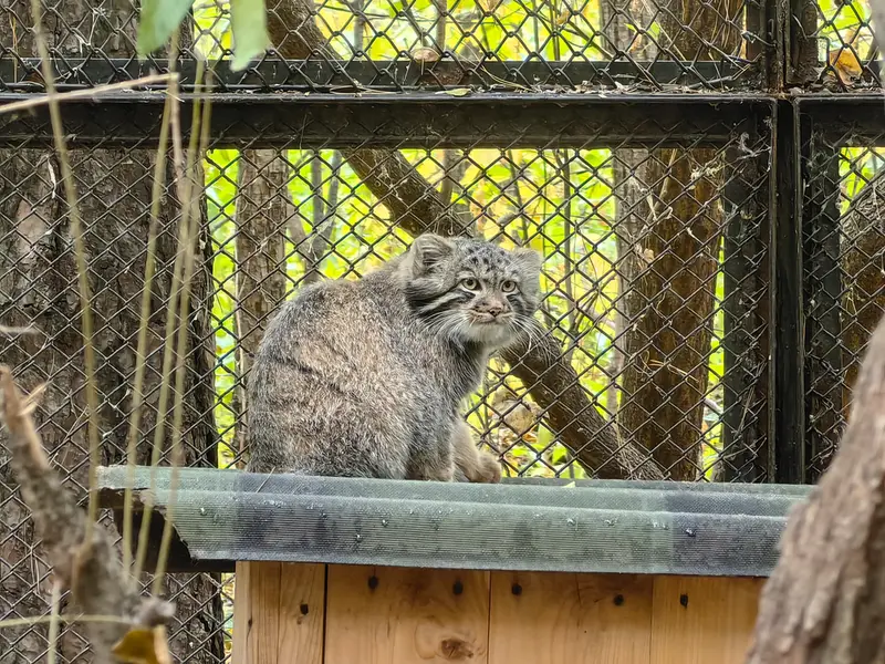A photograph of a Pallas's cat in Novosibirsk Zoo