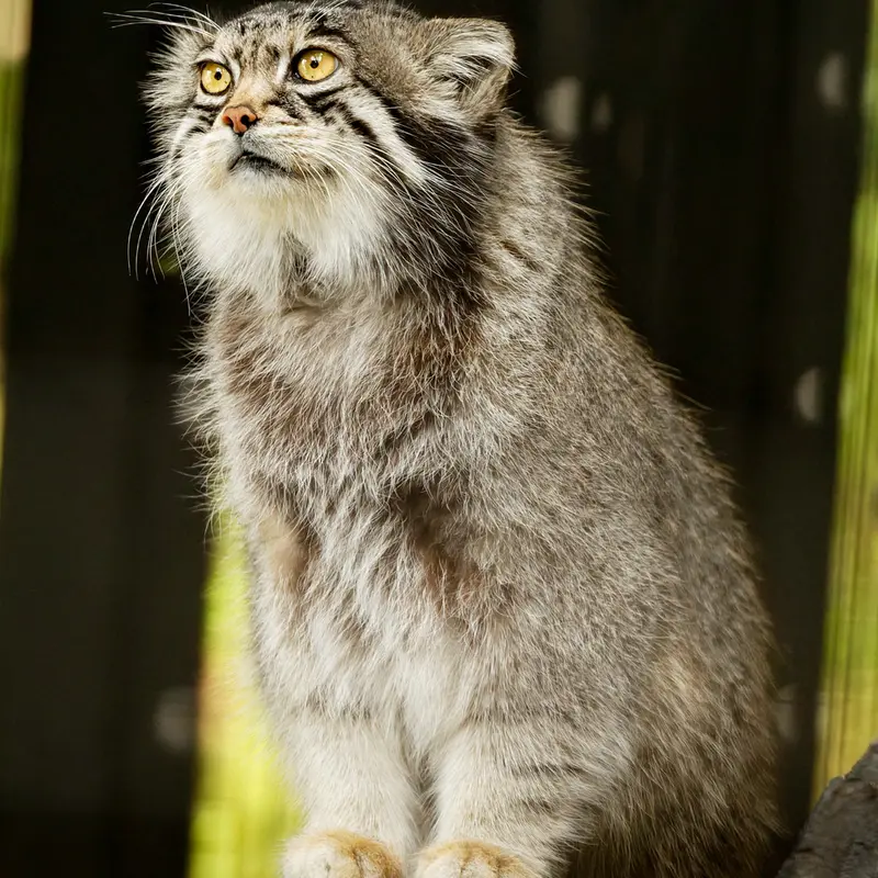 A photograph of Grusha in Asahiyama Zoo