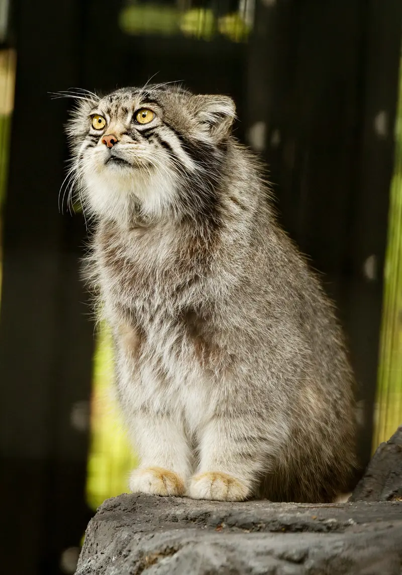 A photograph of Grusha in Asahiyama Zoo