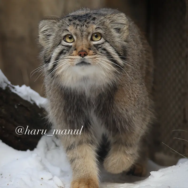 A photograph of Nagomu in Nasu Animal Kingdom
