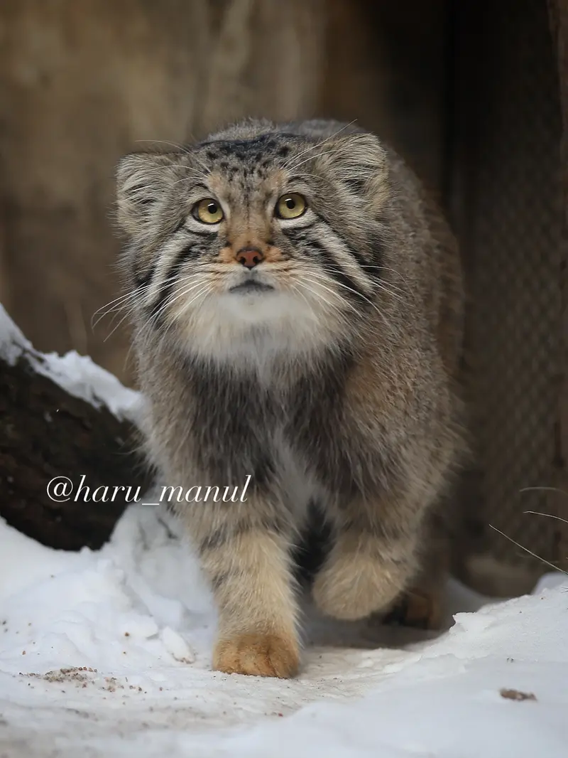 A photograph of Nagomu in Nasu Animal Kingdom