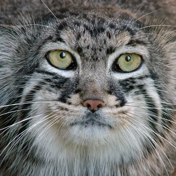 A photograph of Hurst in Riga Zoo