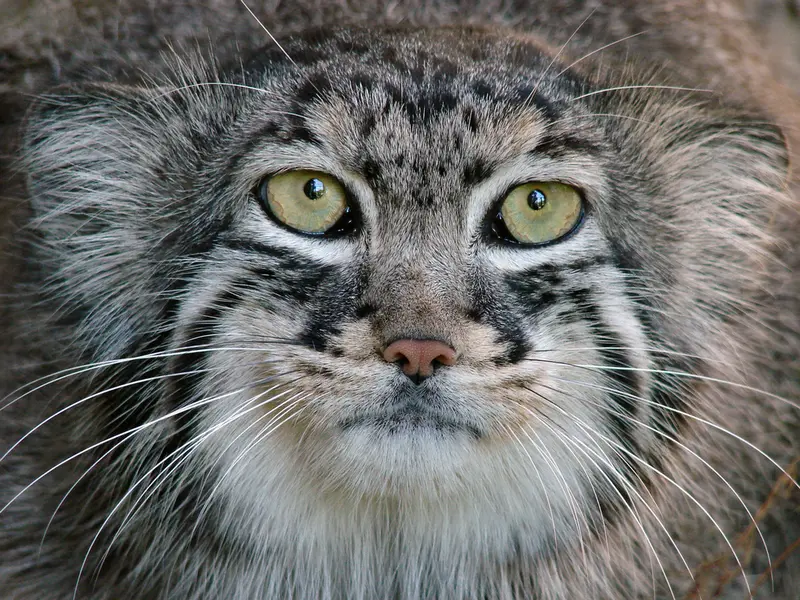 A photograph of Hurst in Riga Zoo