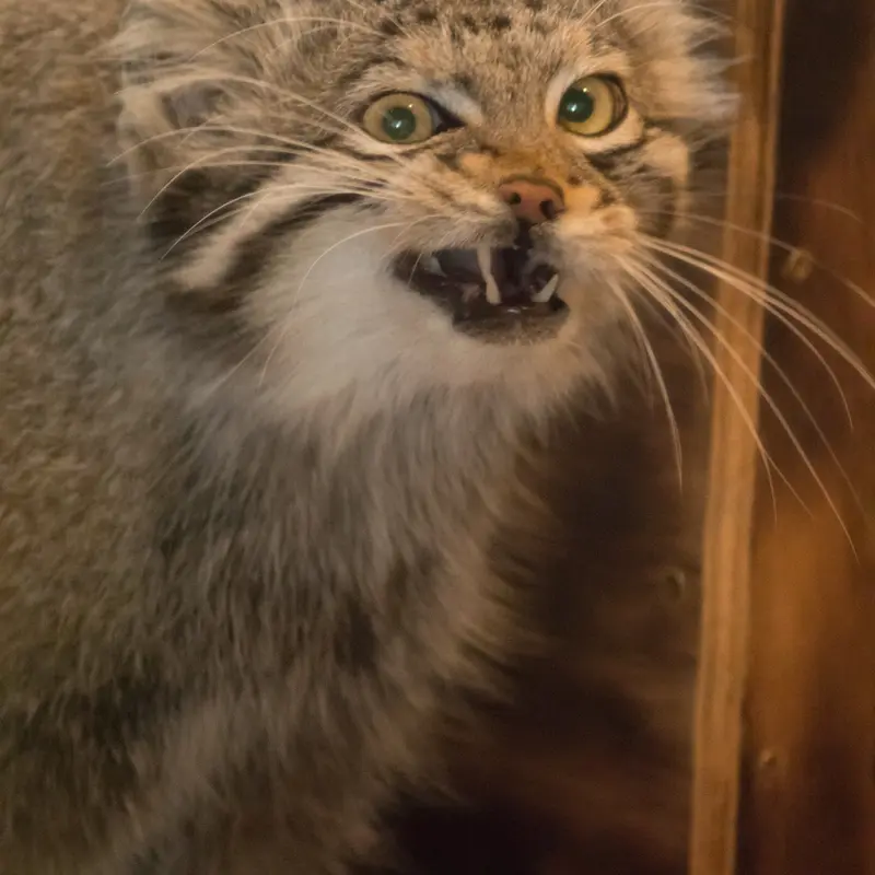 A photograph of Oto in Saitama Children's Zoo