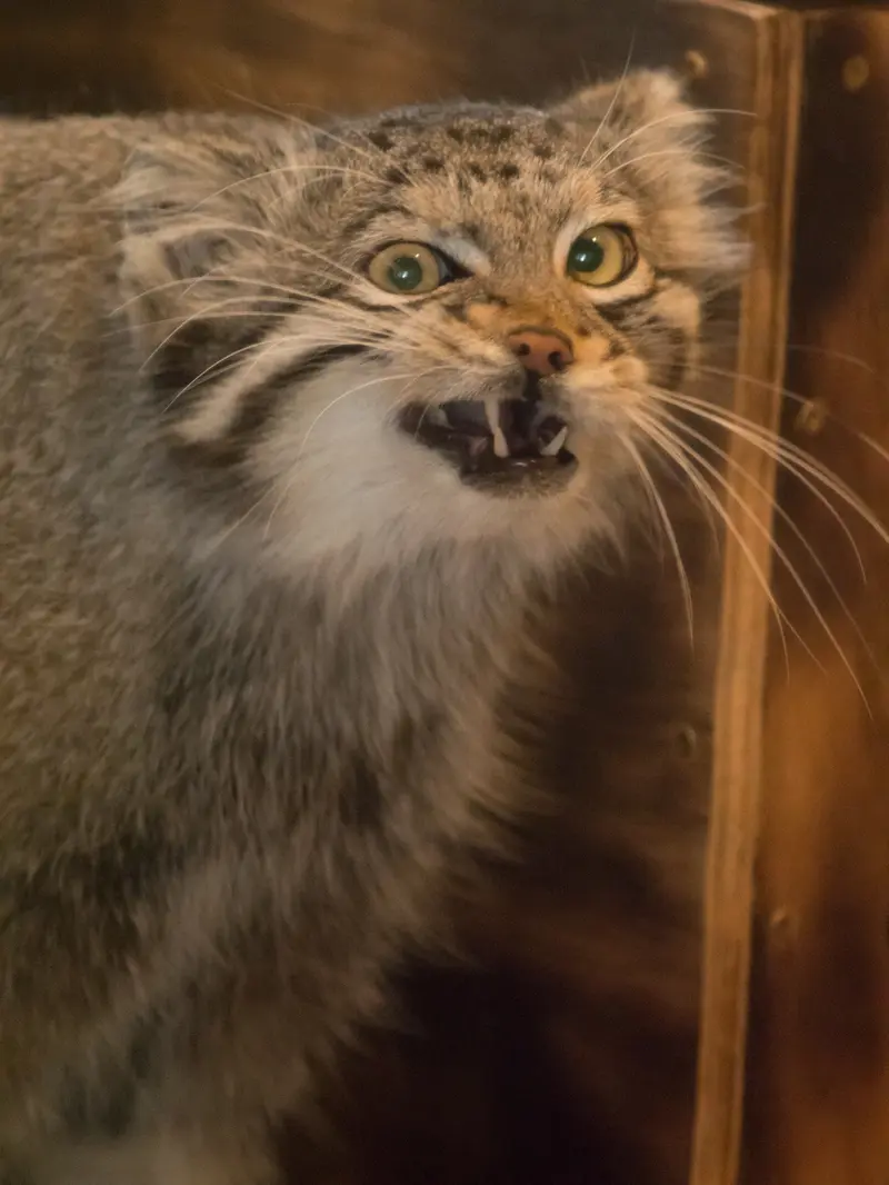 A photograph of Oto in Saitama Children's Zoo