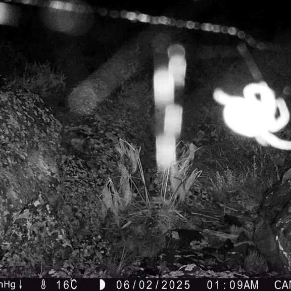 A photograph of a Pallas's cat from Zhundy 3 [new] camera trap