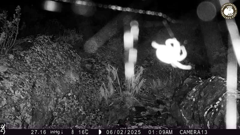 A photograph of a Pallas's cat from Zhundy 3 [new] camera trap