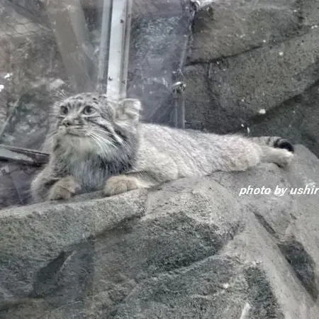 A photograph of Teru in Kobe Animal Kingdom