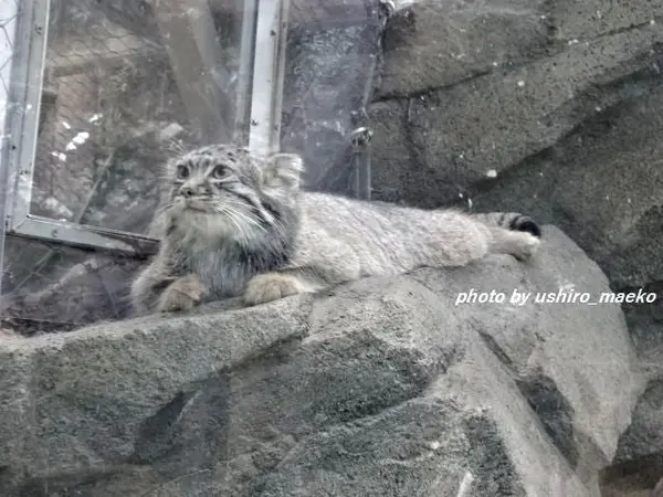 A photograph of Teru in Kobe Animal Kingdom