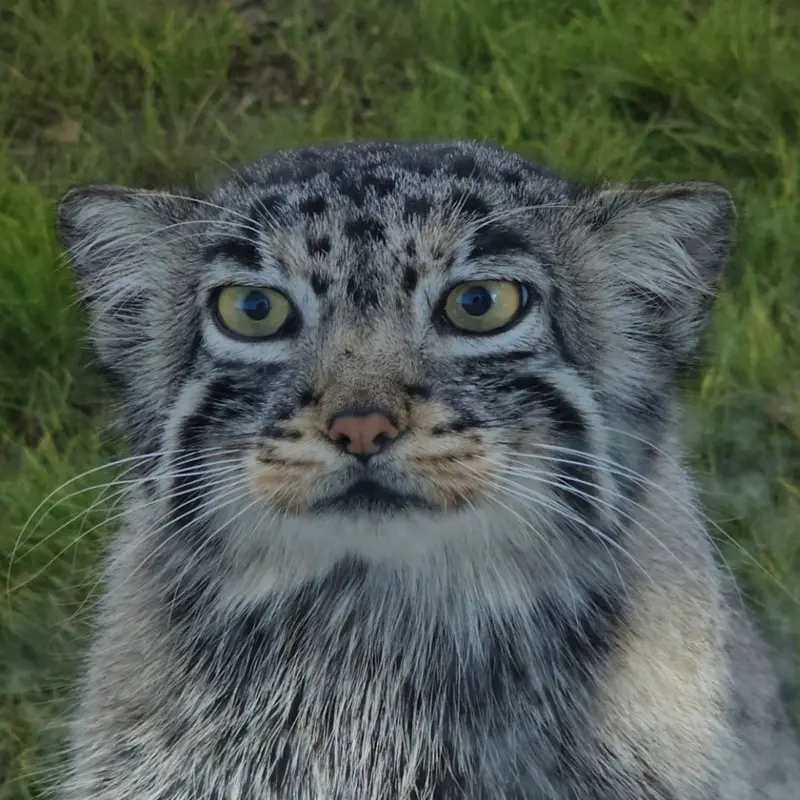 UU the Pallas's cat from Qushui Zoo