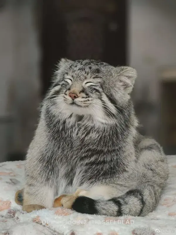 A photograph of a Pallas's cat