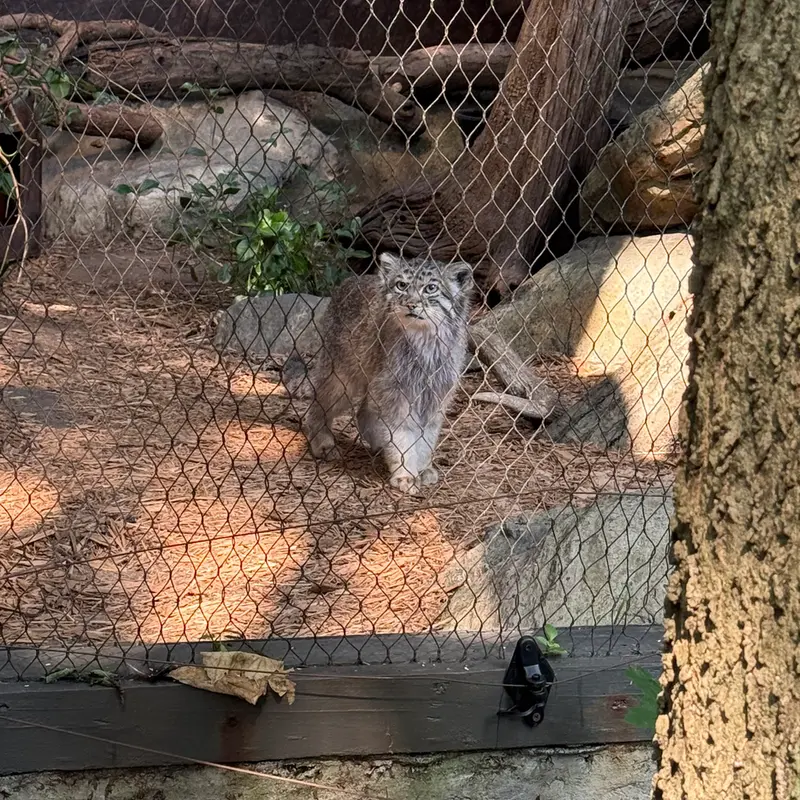A photograph of Batu in Prospect Park Zoo
