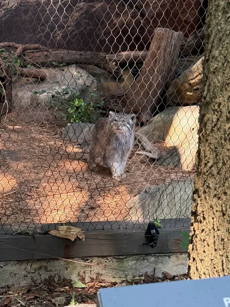 A photograph of Batu in Prospect Park Zoo