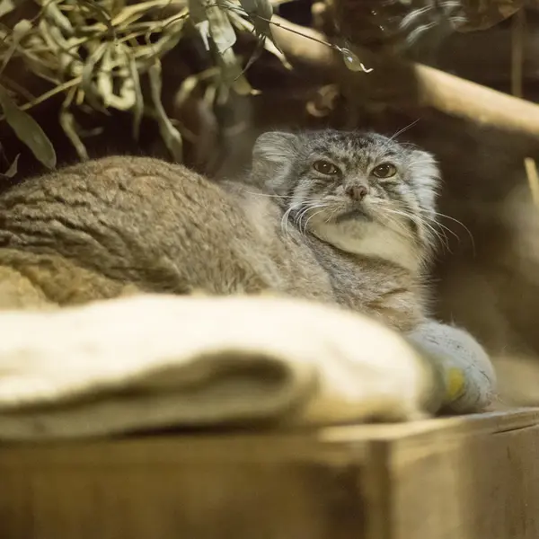 A photograph of Primula in Ueno Zoological Gardens