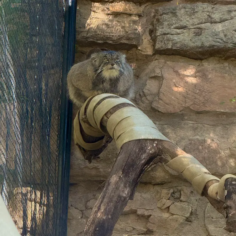 A photograph of Tai Chi in Pueblo Zoo