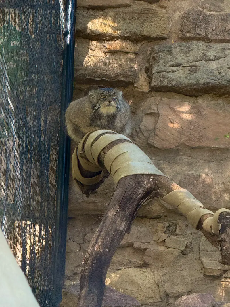 A photograph of Tai Chi in Pueblo Zoo