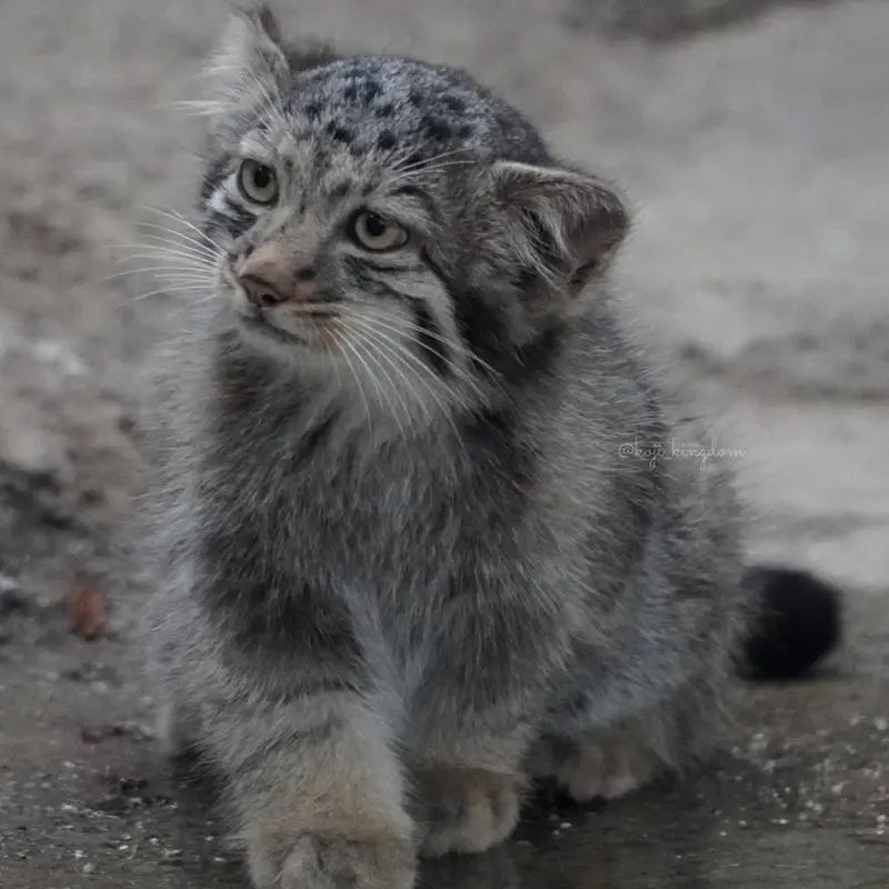 A photograph of Nagi in Kobe Animal Kingdom