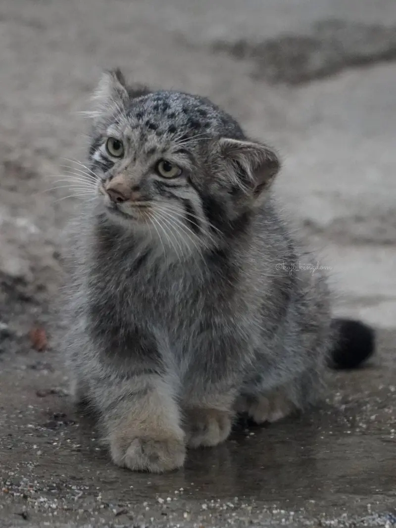 A photograph of Nagi in Kobe Animal Kingdom