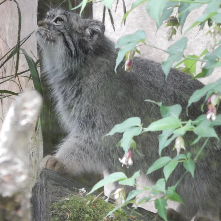A photograph of Ewok in Tregomeur Zoo