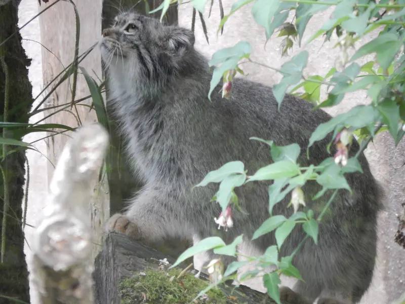 A photograph of Ewok in Tregomeur Zoo