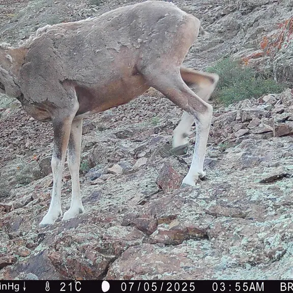 A photograph of Argali from Janator [new] camera trap