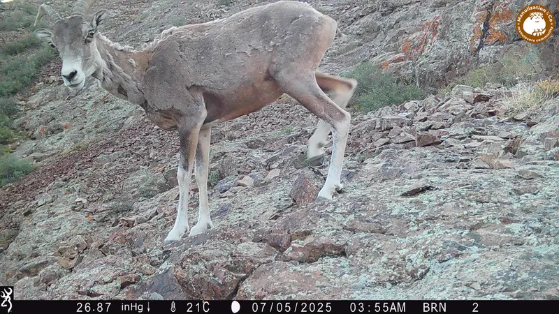 A photograph of Argali from Janator [new] camera trap
