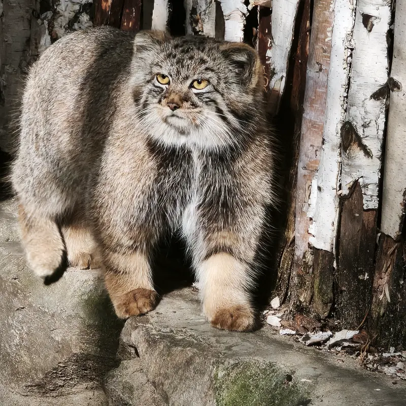 A photograph of a Pallas's cat in Novosibirsk Zoo