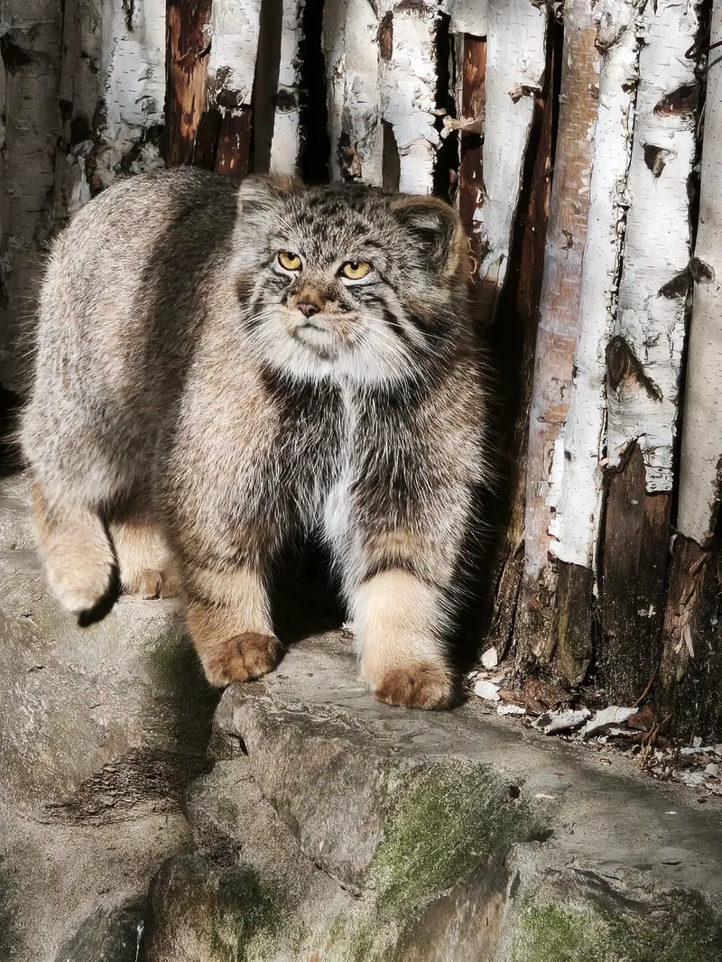 A photograph of a Pallas's cat in Novosibirsk Zoo