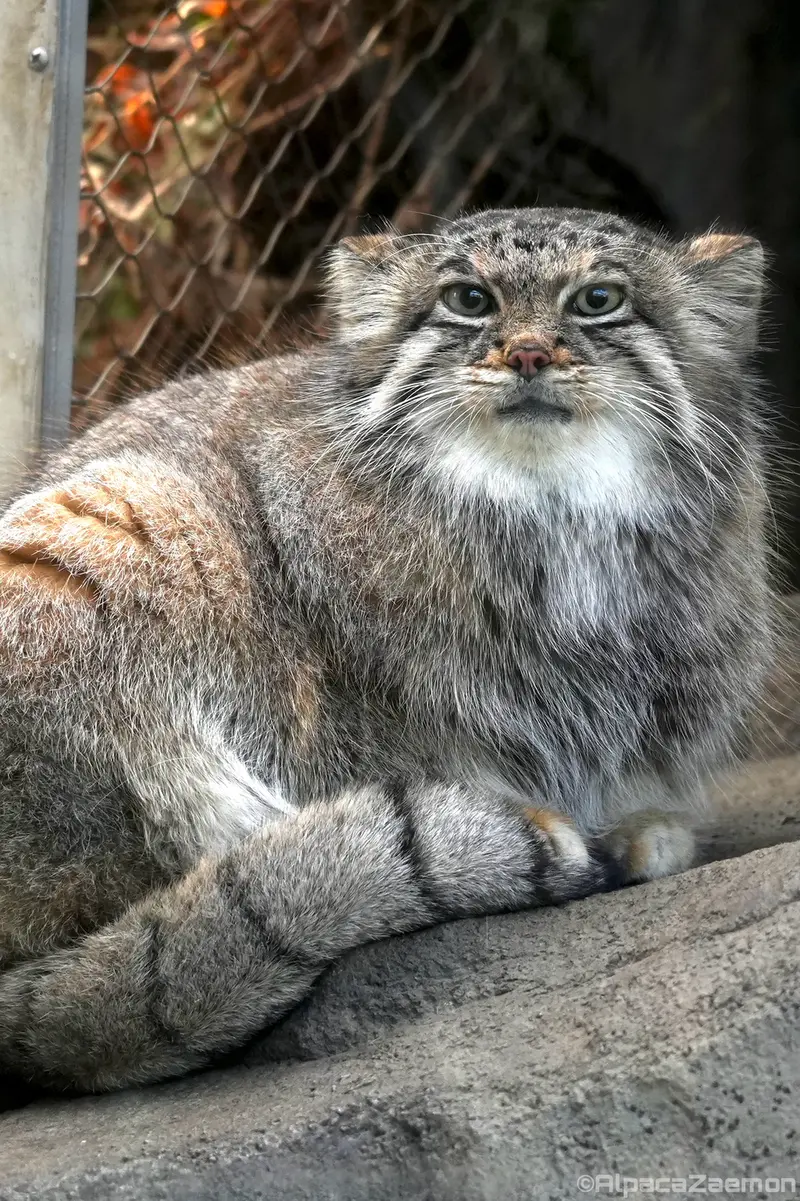 A photograph of Az in Kobe Animal Kingdom