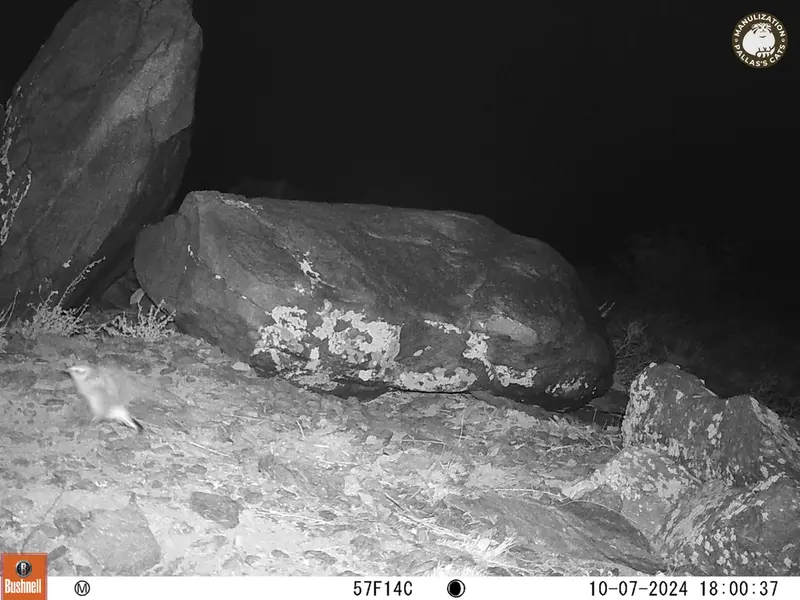 A photograph of a Pallas&#039;s cat from Koshkar camera trap