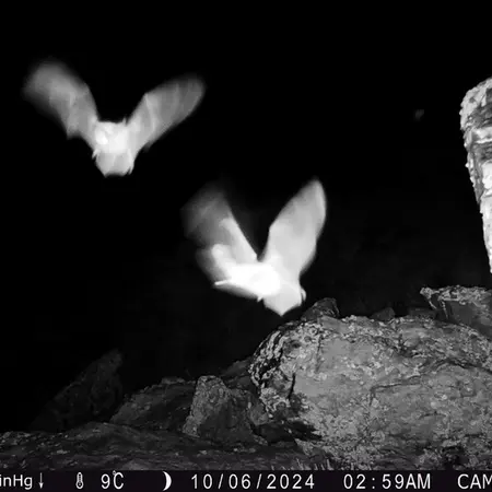 A photograph of a Pallas's cat from Zhundy 2 camera trap