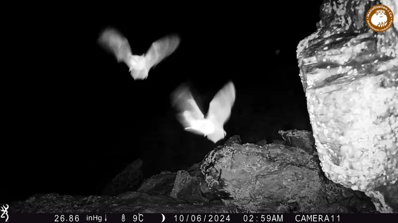 A photograph of a Pallas's cat from Zhundy 2 camera trap