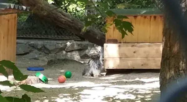 A photograph of a Pallas's cat