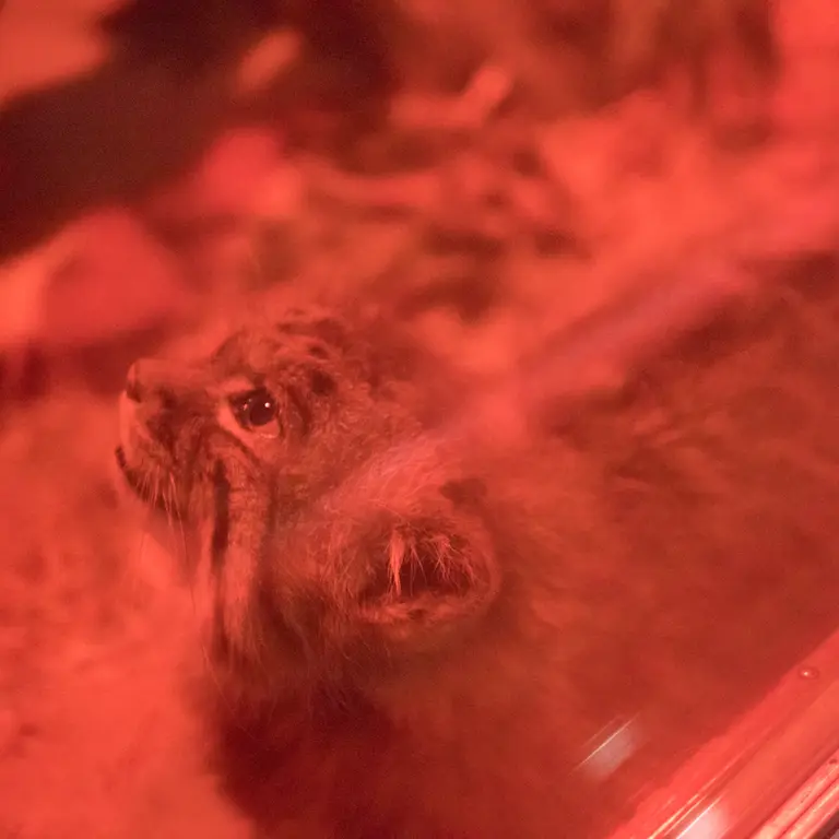 A photograph of Naim in Ueno Zoological Gardens