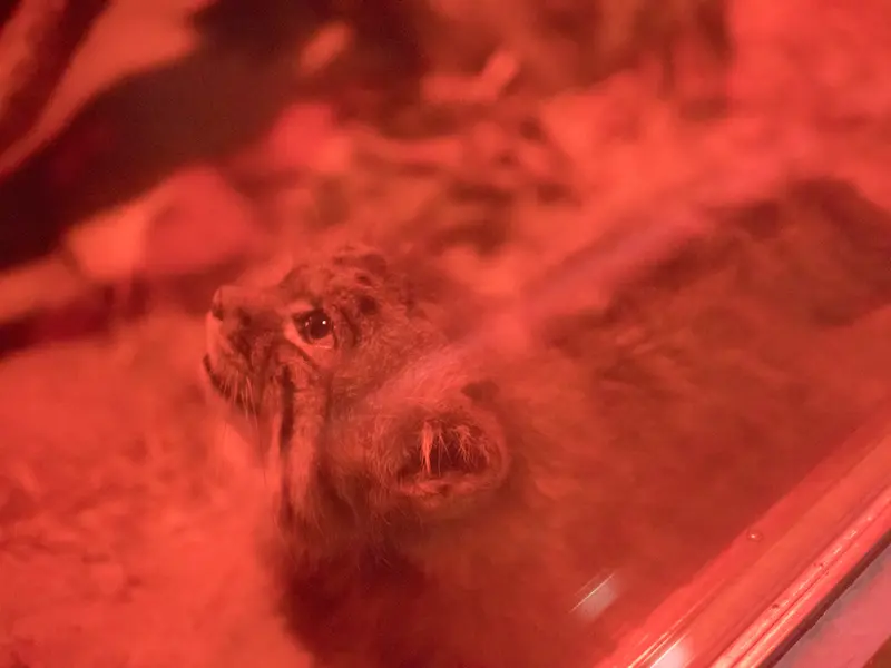 A photograph of Naim in Ueno Zoological Gardens