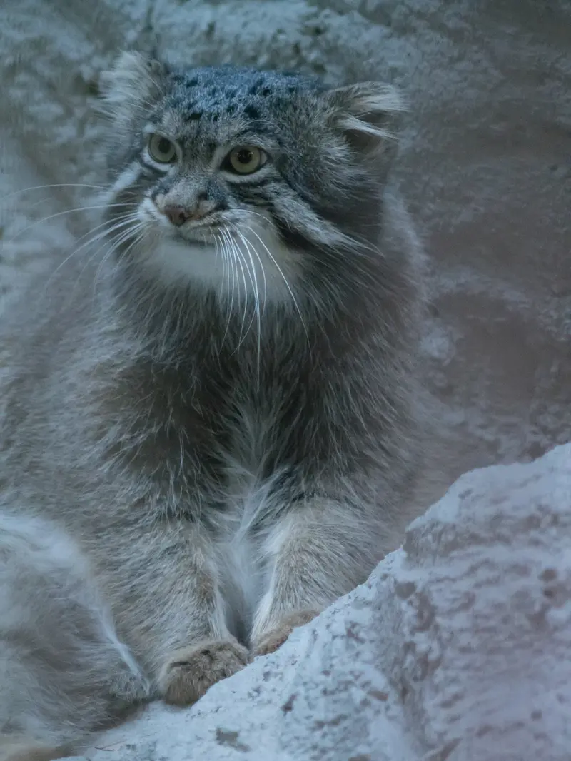 A photograph of Figa in Nogeyama Zoo
