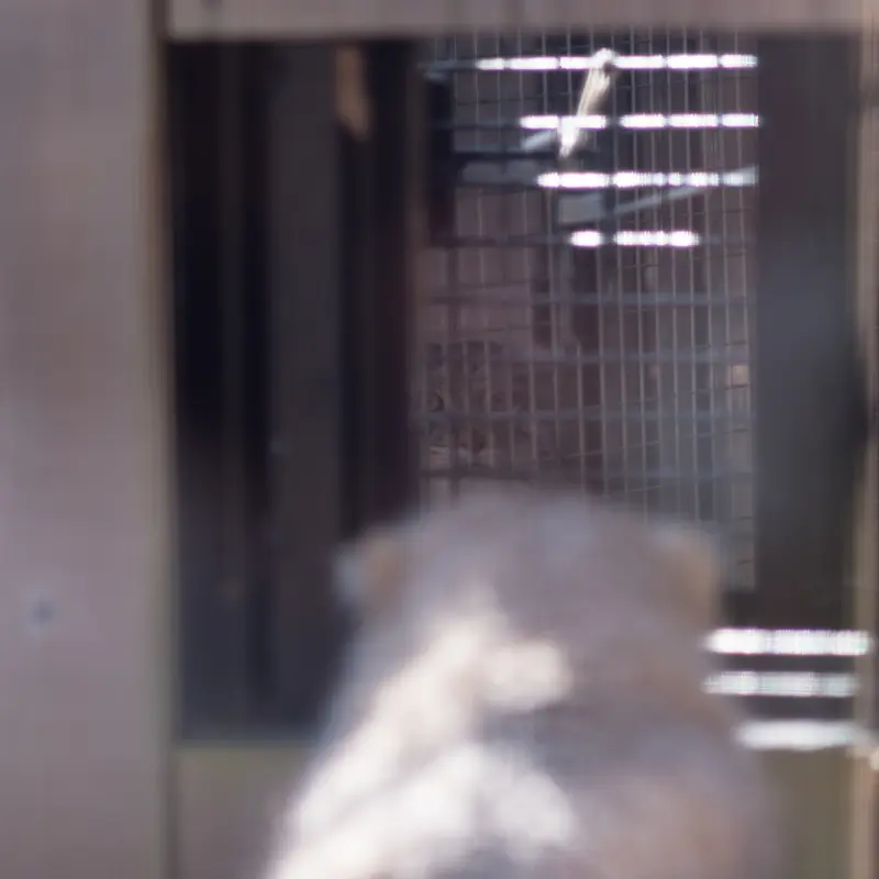 A photograph of Oliva in Saitama Children's Zoo