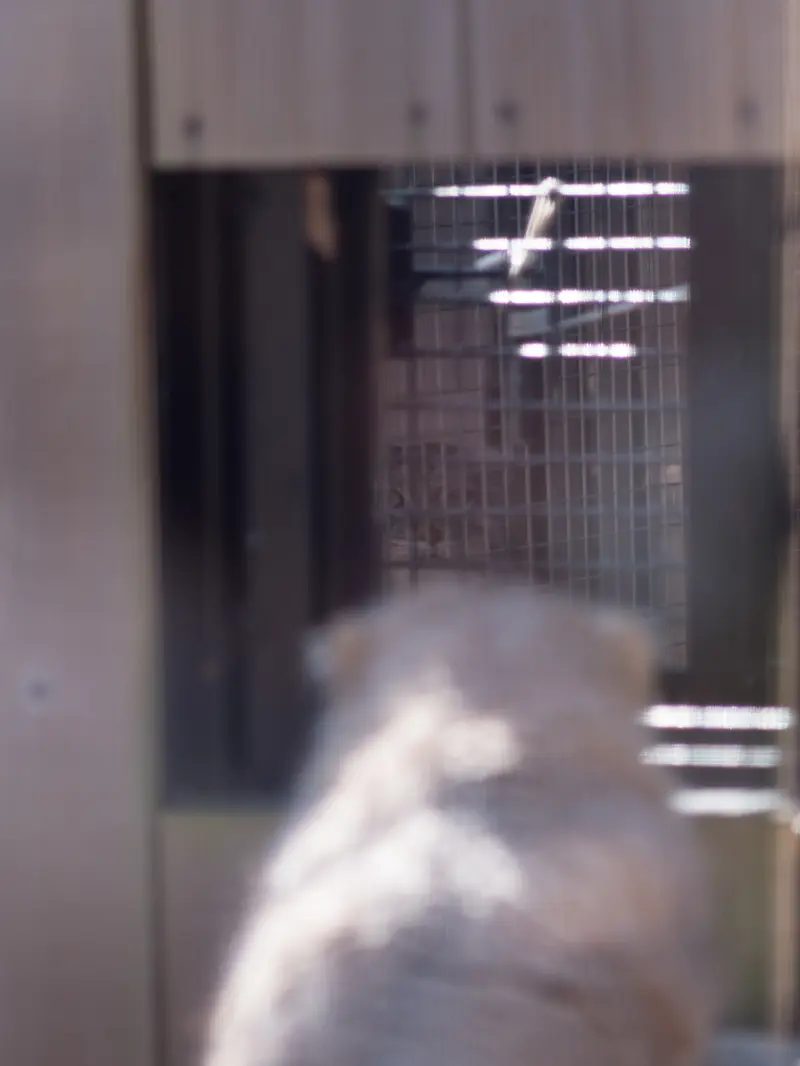 A photograph of Lotos and Oliva in Saitama Children's Zoo
