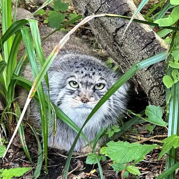A photograph of a Pallas's cat